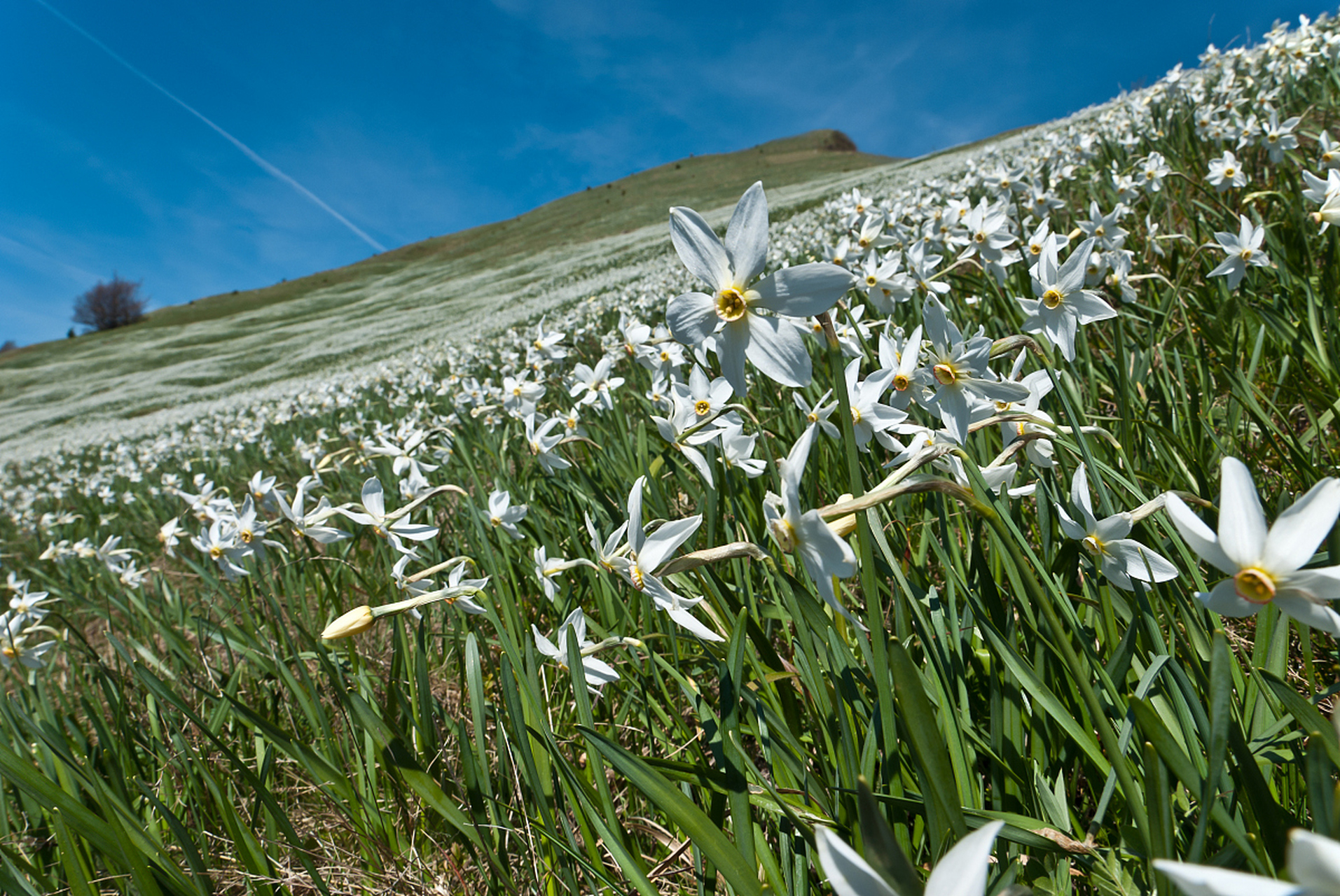 那拉提野百合 4月份开始,草原上的雪开始慢慢融化,大家都熟知那拉提五