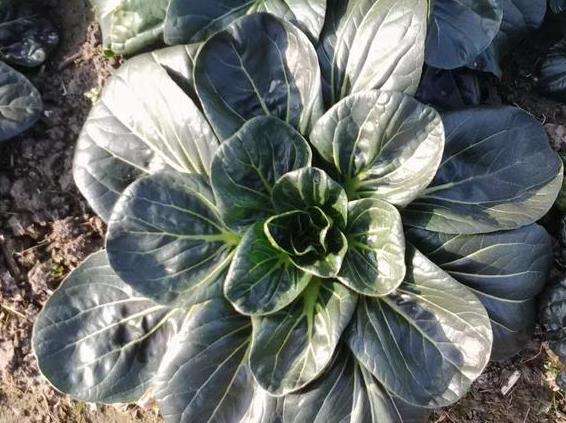 小小一棵菜长出产业好风景 如皋黑塌菜来宁推荐引热潮