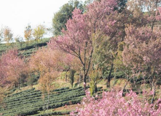 例如清代诗人程月川题诗:紫石山头万仞峰,银涛洒落几千重;凌虚化作