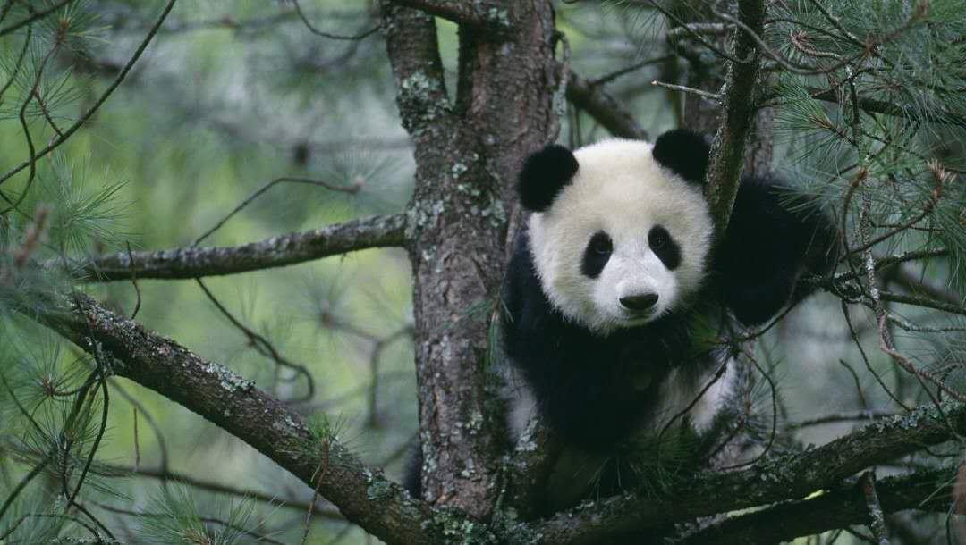 大熊猫从五六米的树上摔下来,为什么没有受伤呢?可算是知道了