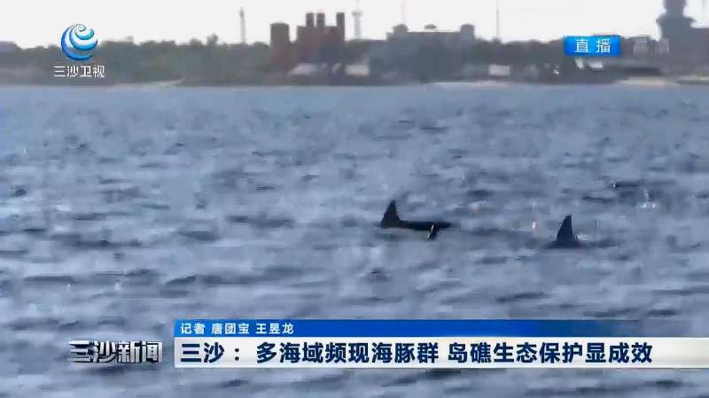 三沙:多海域频现海豚群 岛礁生态保护显成效,社会,民生,好看视频