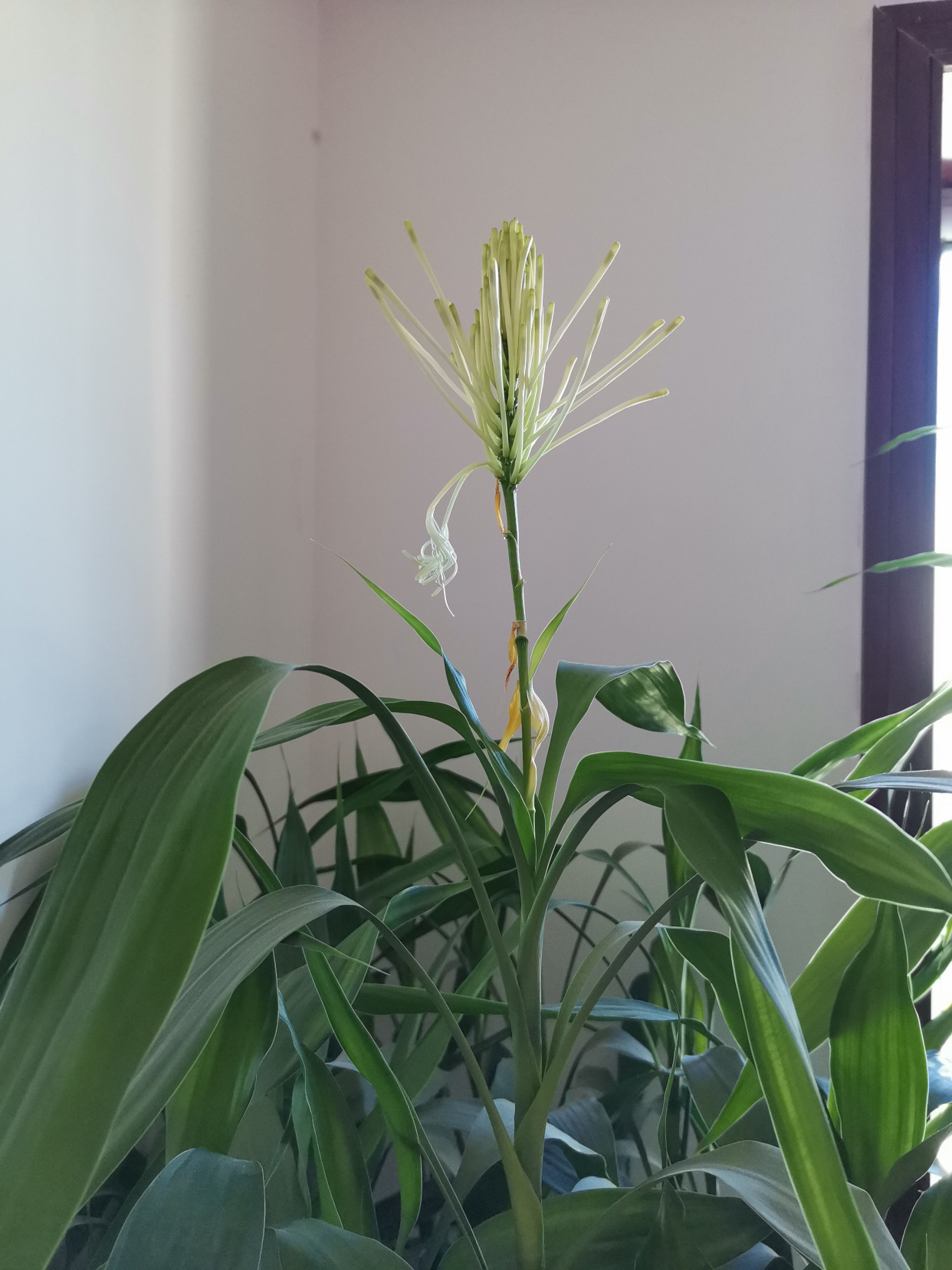 竹子开花,富贵莲莲.养花在人,开花在竹