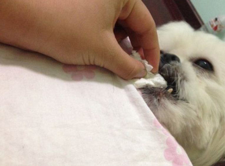 下班回家看到狗狗"口吐白沫",走近一看,这也太搞笑了!