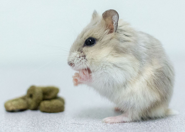 西施熊仓鼠过敏怎么办?