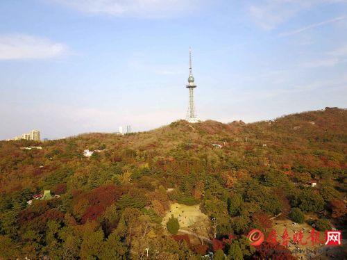 航拍青岛太平山麓,树木变色成巨幅油画