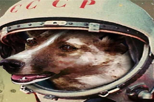 中国第一只太空动物图片
