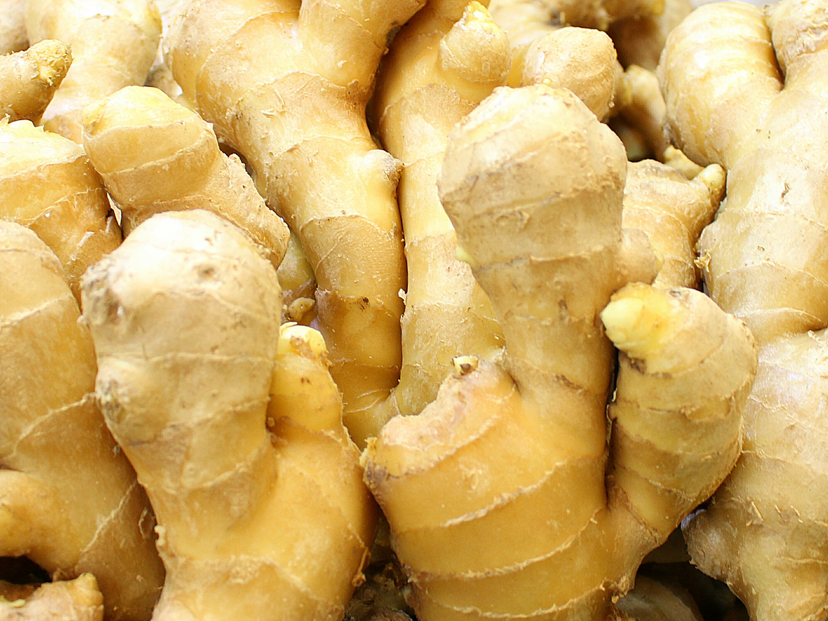 4大姜价格】雨天货少,价格涨         今日山东