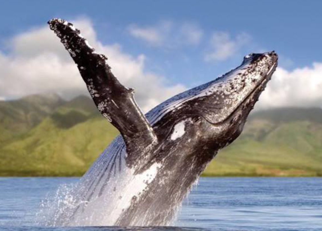 为什么鲸鱼用肺呼吸却不能在陆地或淡水里生存?今天算是涨知识了