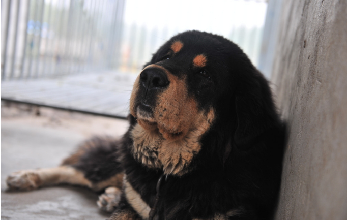 藏獒(英语:tibetan mastiff),又名西藏獒犬,属獒犬类,是一种体型较大