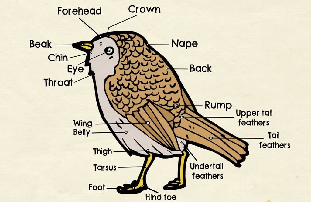 如何用英语描述动物的身体部位 part i