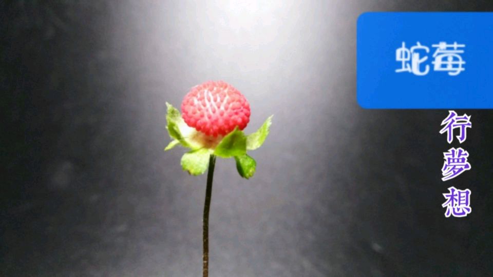 蛇莓,大家了解它的特点与作用吗?