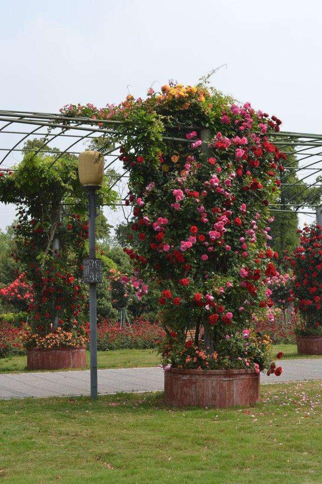 藤本月季庭院种,顺着围栏满院爬,花期长花量大,随便养养就爆盆