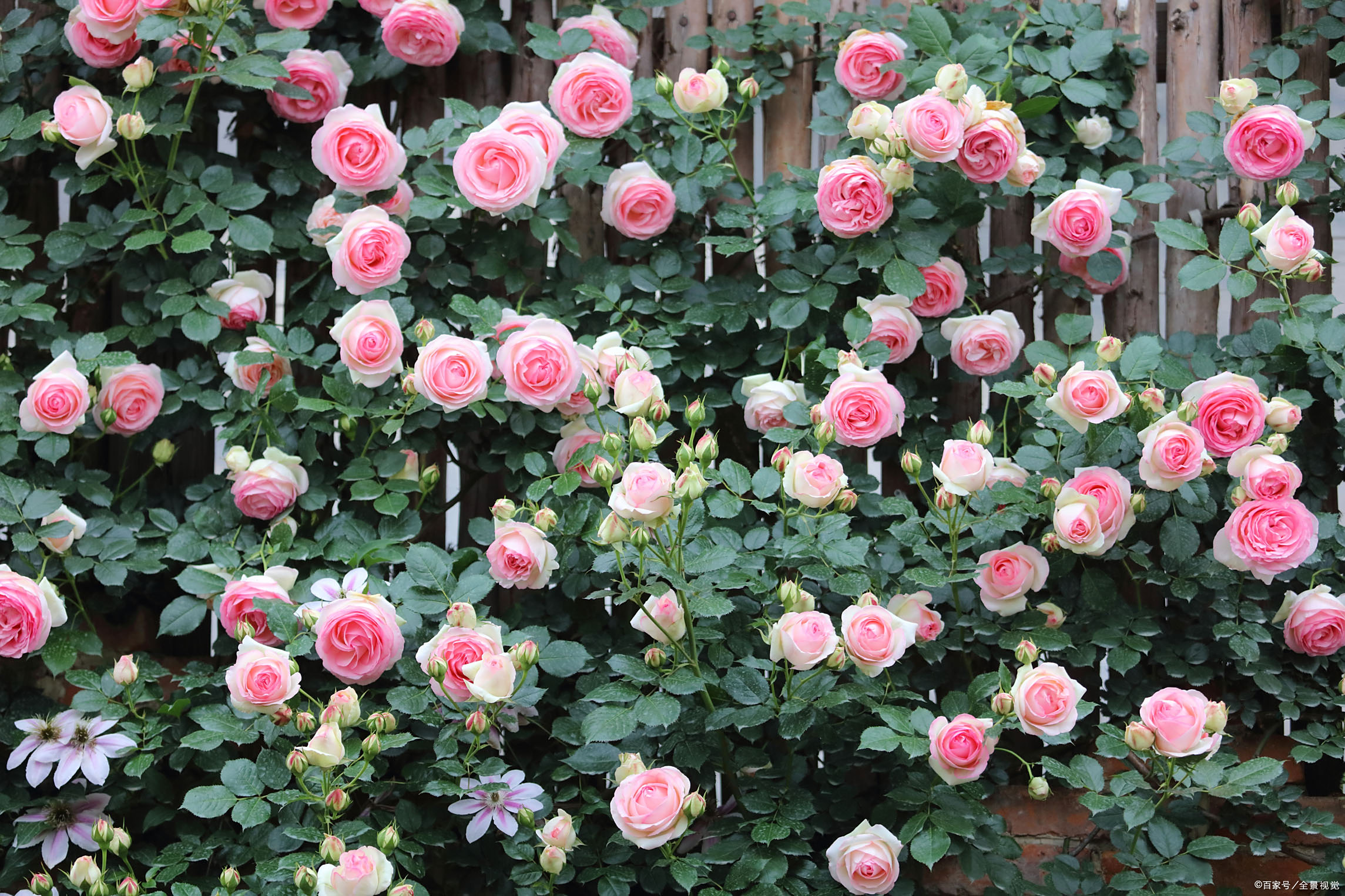 百度爱采购首页 商品专题_藤粉 优质回答 现在正是藤本月季粉色龙沙