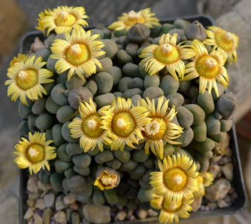 多肉植物唐扇的养殖方法和注意事项