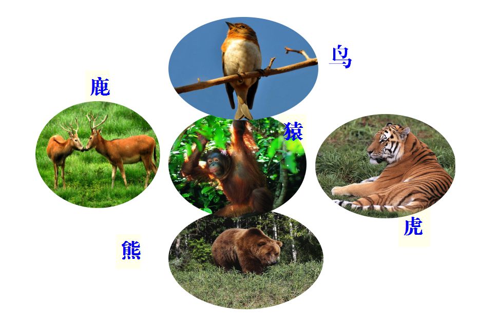 三,华佗五禽戏是模仿虎,鹿,熊,猿,鸟等五种动物的动作形态编创而成