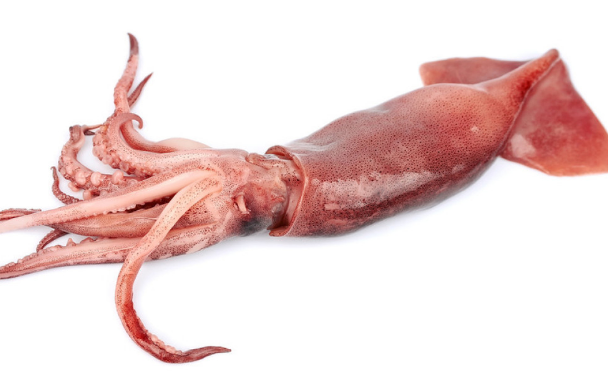 不过鱿鱼也有好坏之分,最主要的还是从其味道来判断,味道越浓的品质就