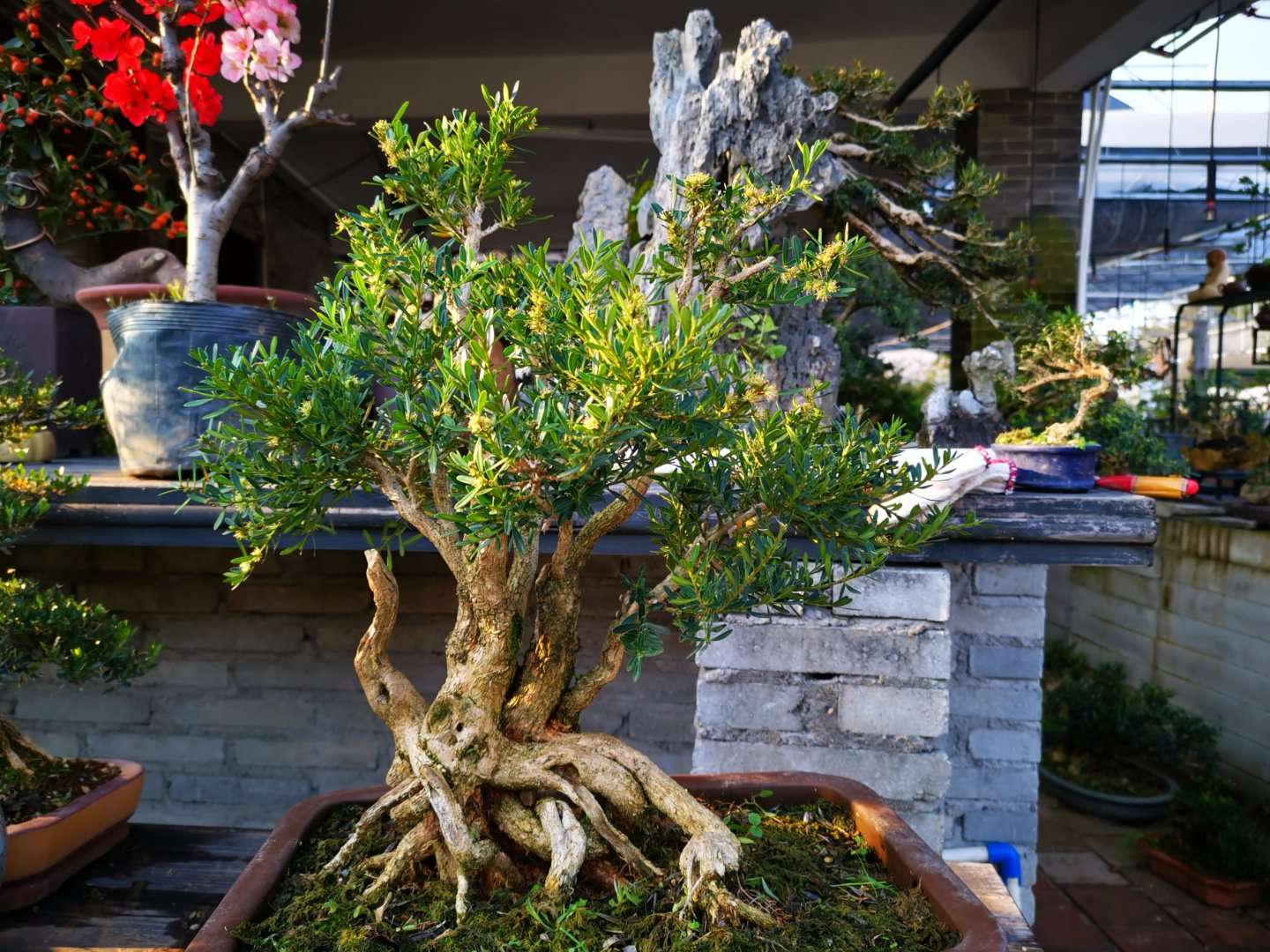 大哥院子里的黄杨盆景老桩,每一盆都独具特色,看着真养眼!