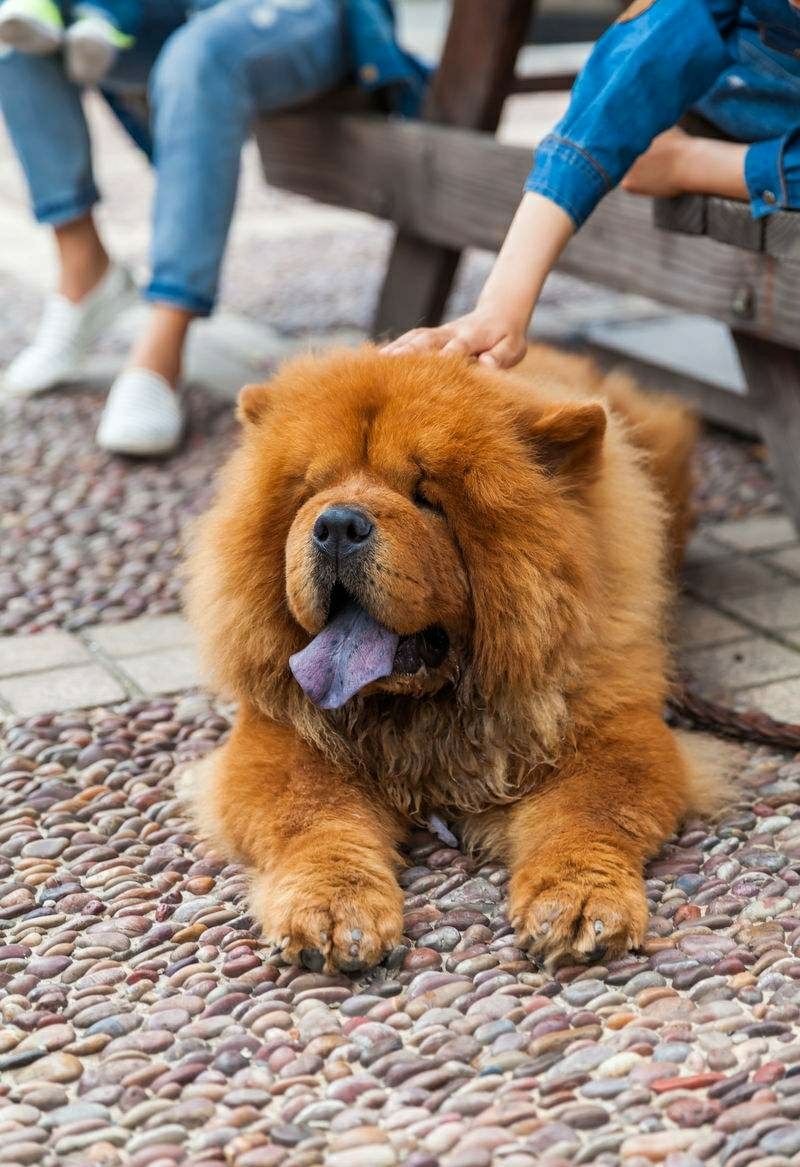 带松狮去剃毛,剃完后造型霸气,没想到第二天警察找上门了