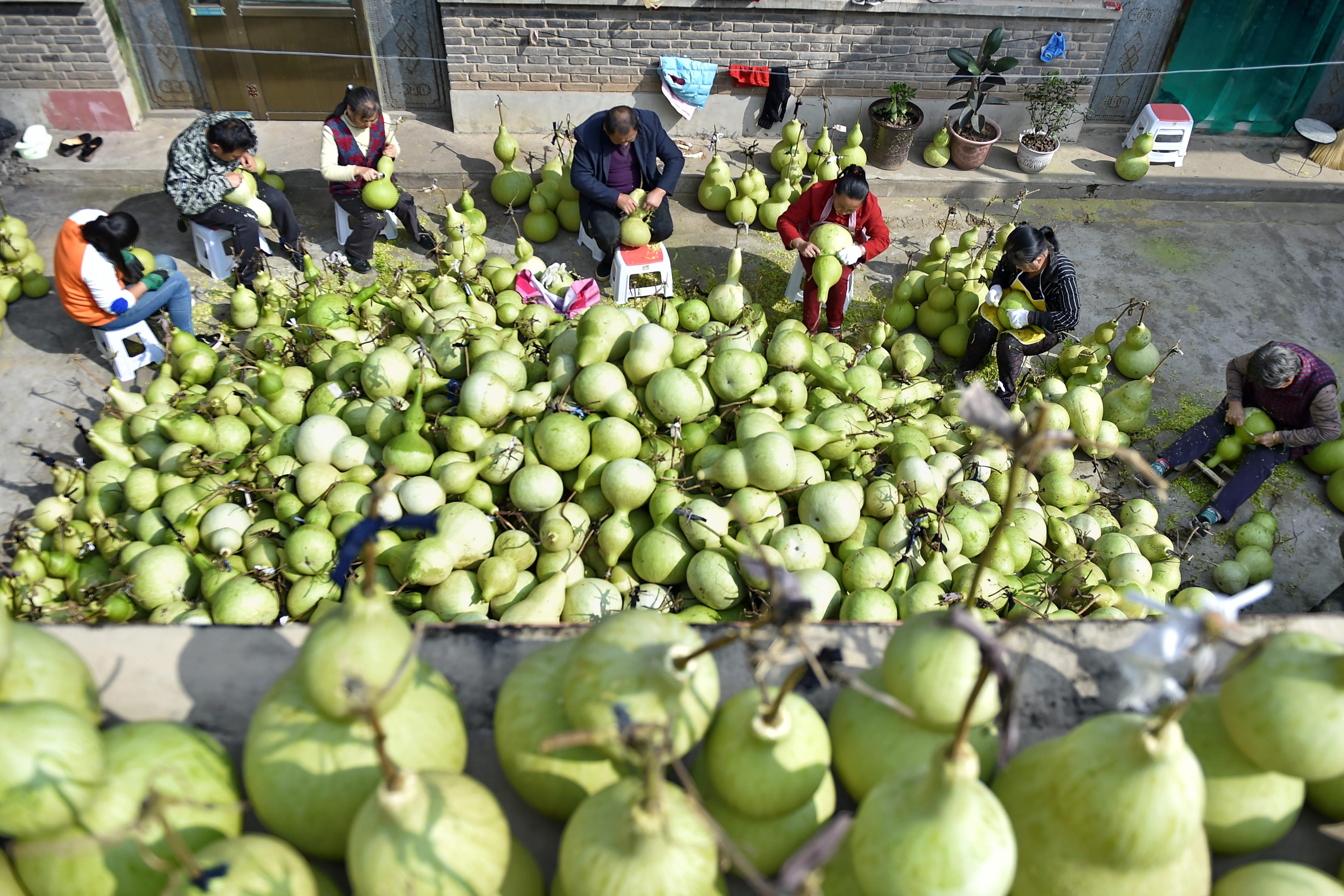 山西安泽:葫芦种植促增收(2)