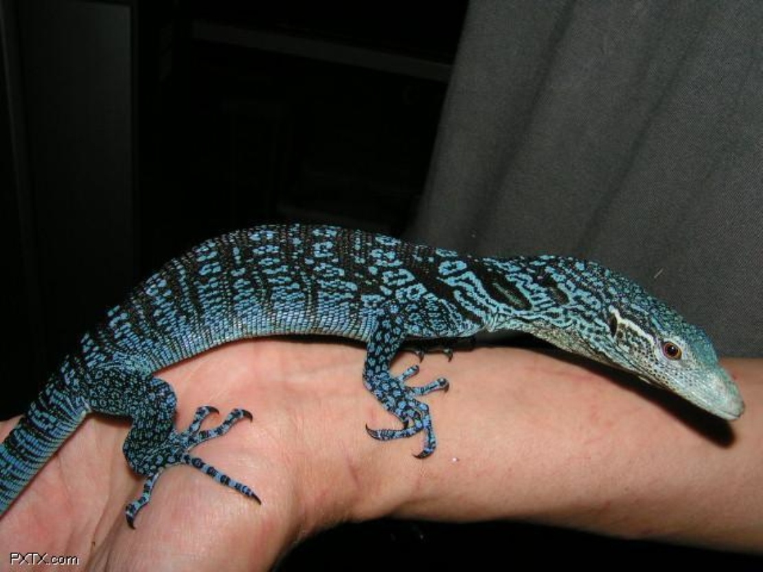 科普一下,了解绿树巨蜥的请举手