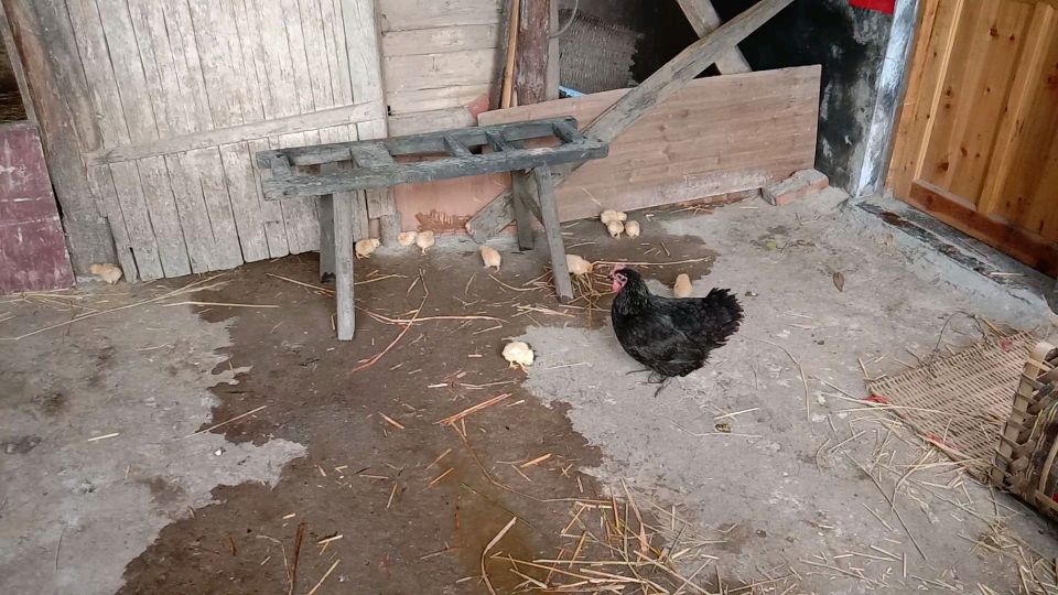 黑母鸡为啥孵化出来的小鸡仔是黄色的