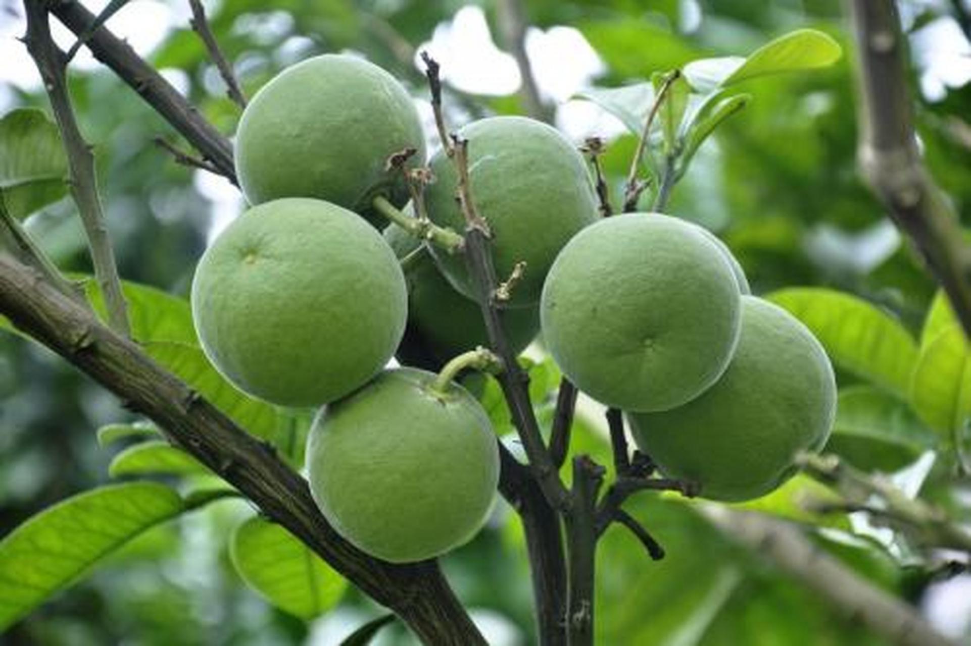 科普知识竞赛#化橘红,中药名.