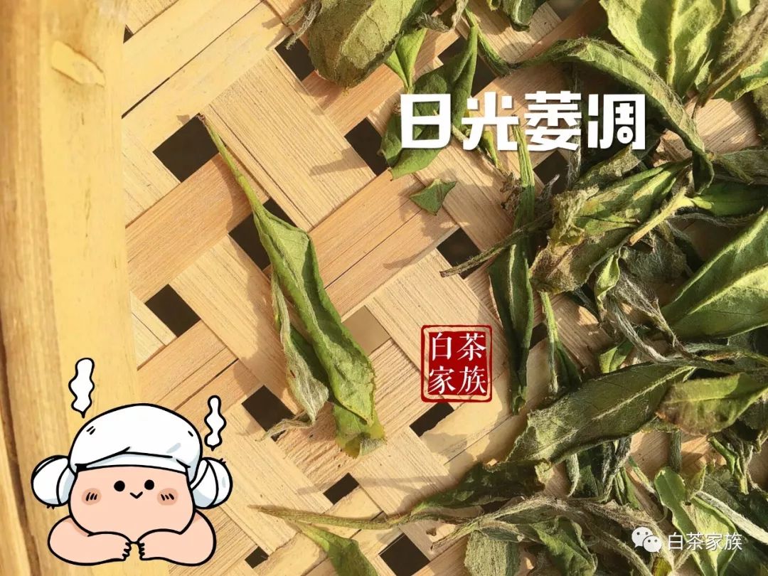 专治白茶疑难杂症品种工艺功效才是白茶的最大特色