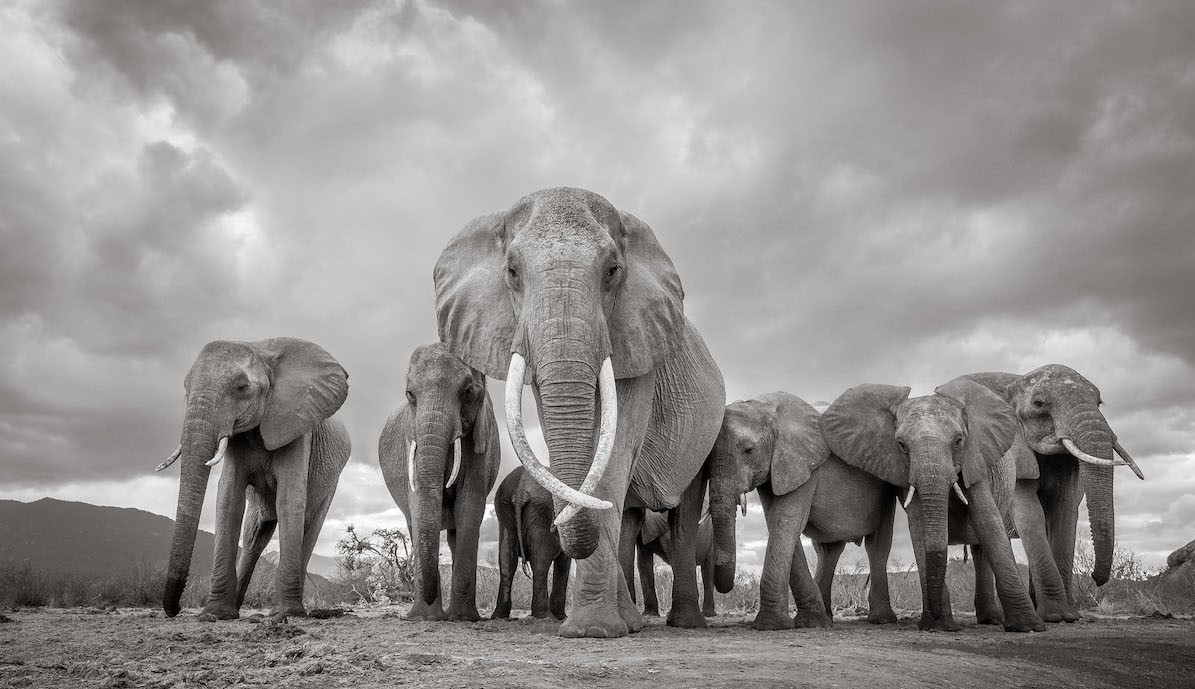 大象女王,野生动物摄影师的肯尼亚之旅