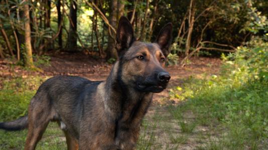 军犬退役怎么办?中国做的最好,这个号称绅士的国家却十分的残忍