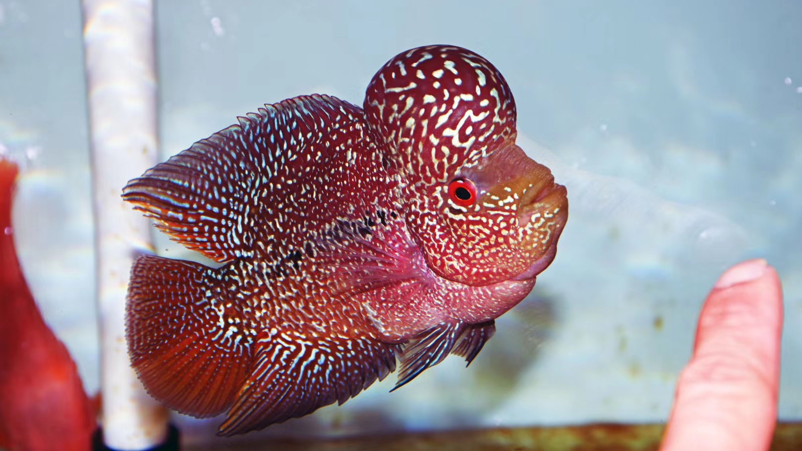 罗汉鱼苗换水温度混养