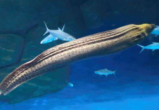 井根鳗鱼 - 2020年最新商品信息聚合专区 - 百度爱采购