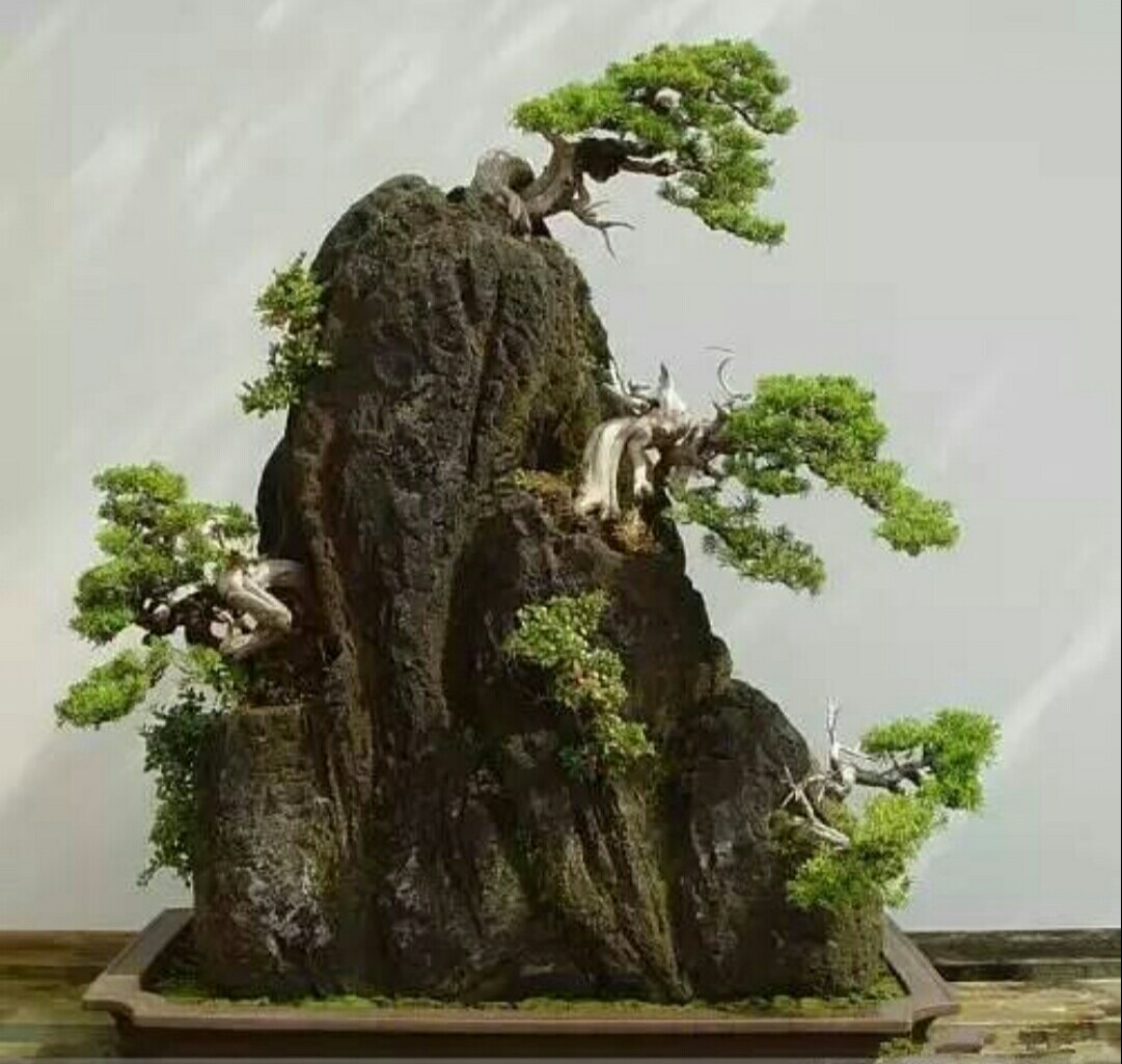 附石盆景:石与树的完美结合