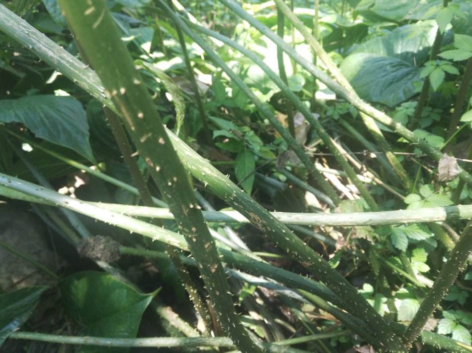 这草全身是刺,花朵形如蛇,根部煲汤喝养胃,农民见到了就会采