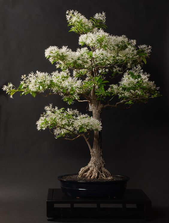 盆景欣赏:优美端庄,老气纵横的文人类盆景,非常不易获得