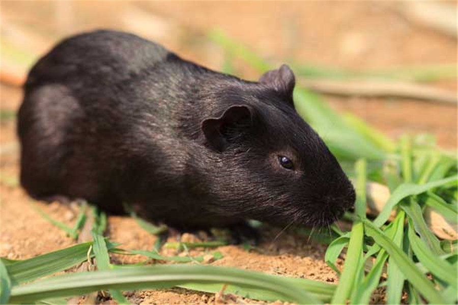 黑豚- 热门商品专区