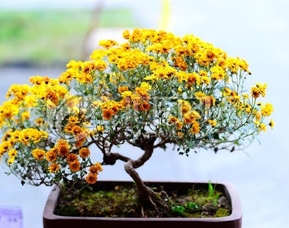 菊花盆景修剪造型过程注意事项分享