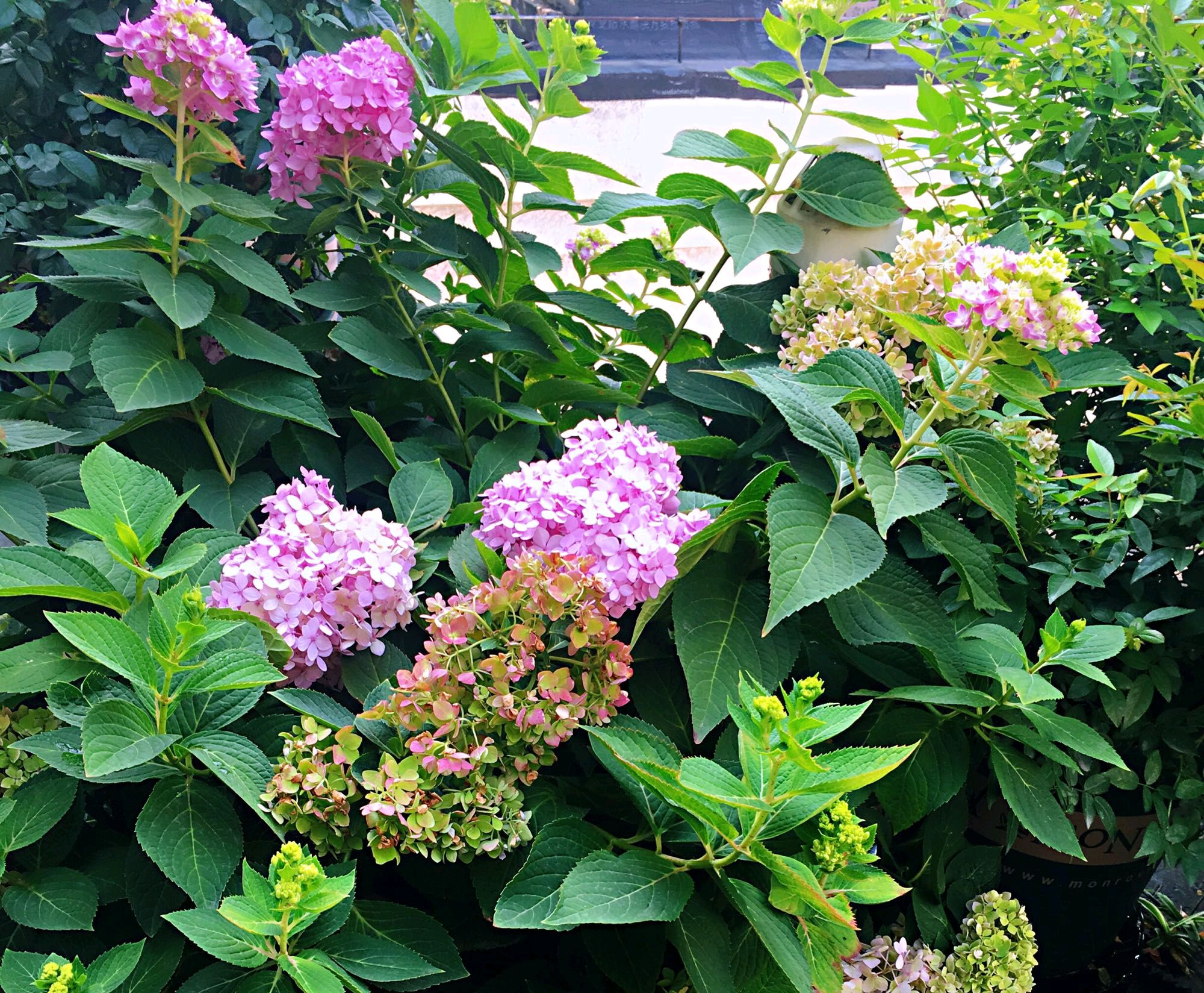 冬季刚入手的绣球无尽夏,如果想换盆该怎么操作,3招就搞定