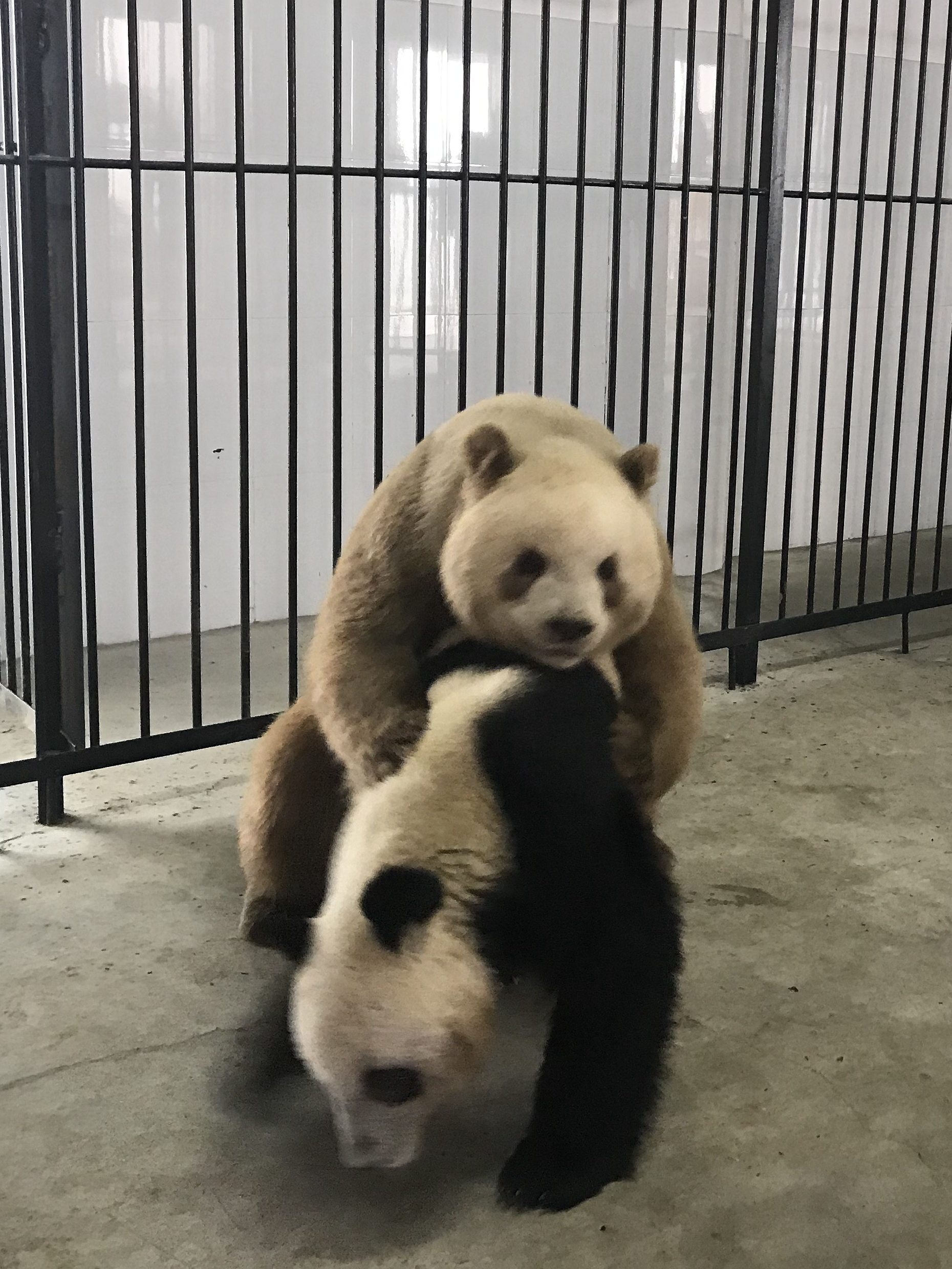 全球唯一圈养棕色大熊猫"七仔"首次成功自然交配(2)