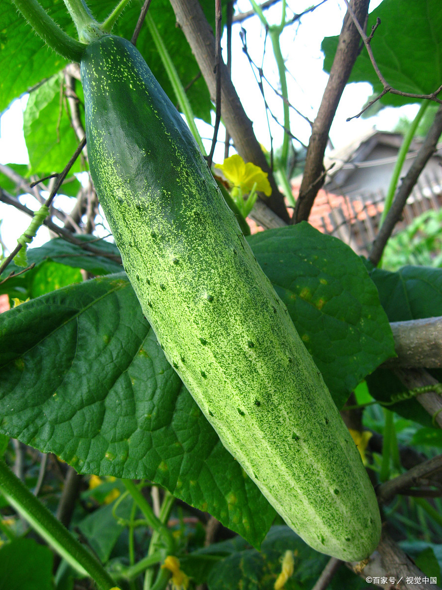 播种盆栽 - 热门商品专区