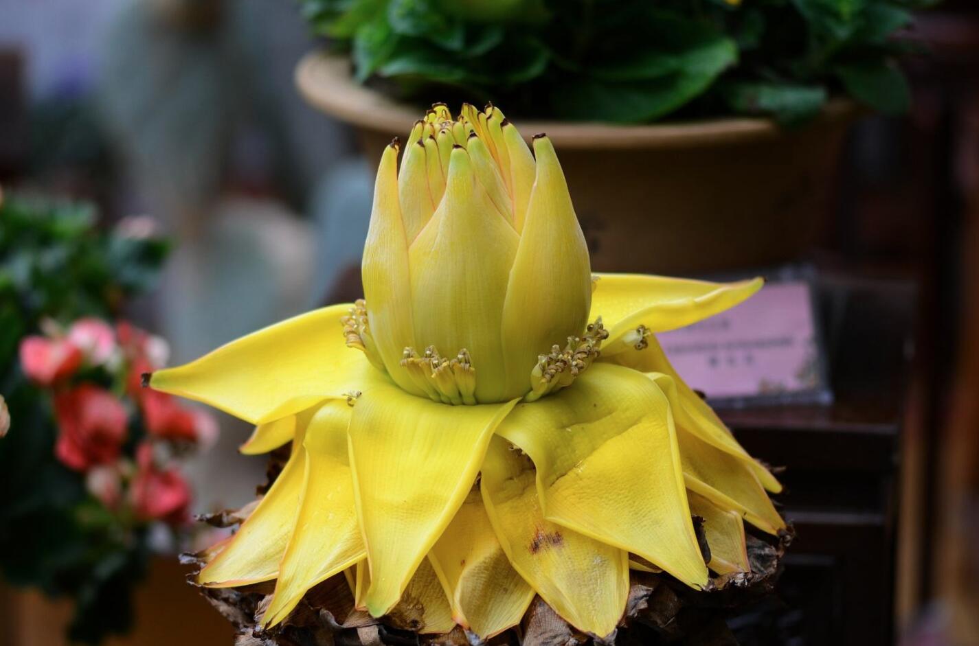 这种花卉是佛教的"五树六花"之一,中国特有,不仅好看而且好吃