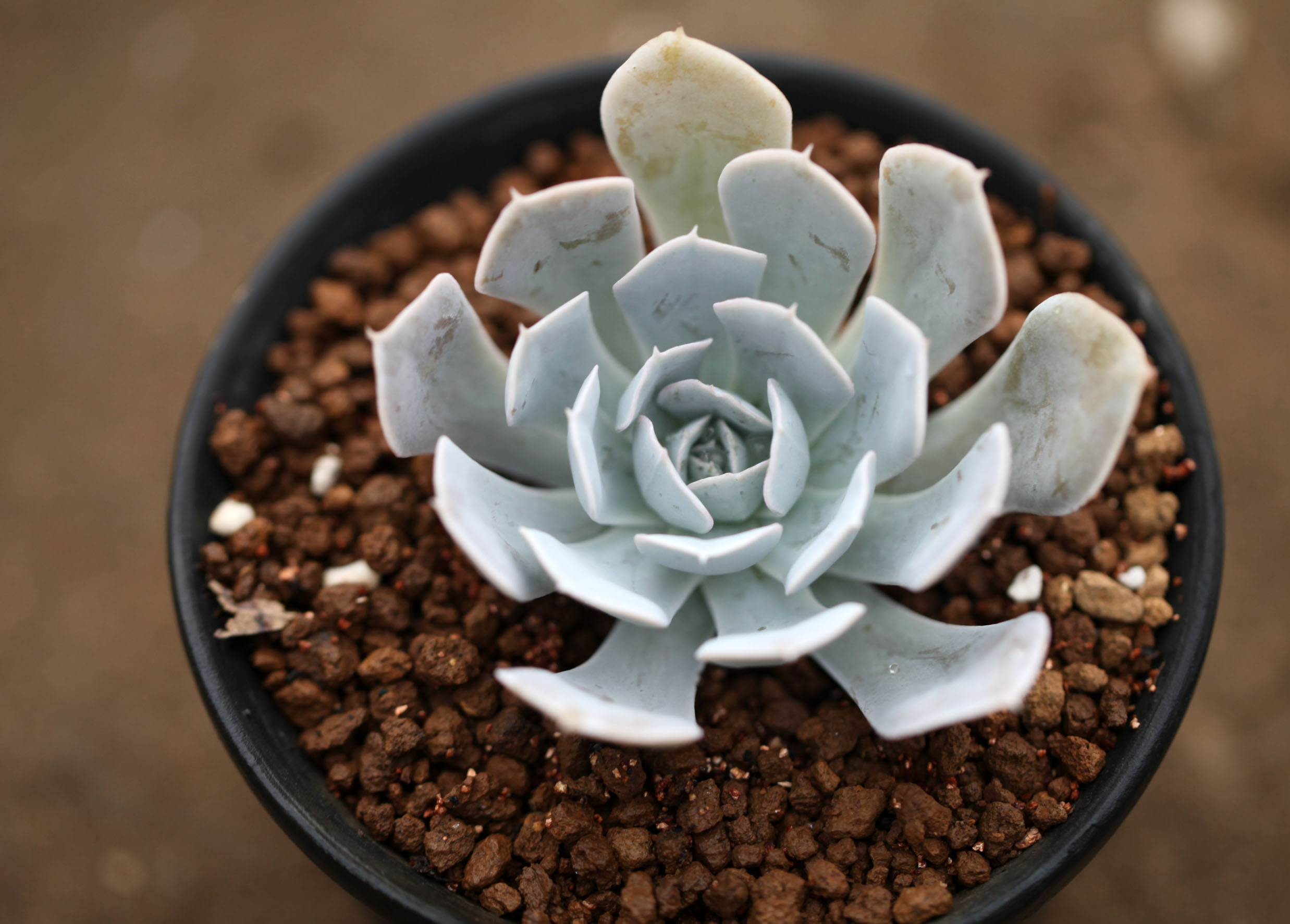 多肉铺面石 - 2020年最新商品信息聚合专区 - 百度爱采购