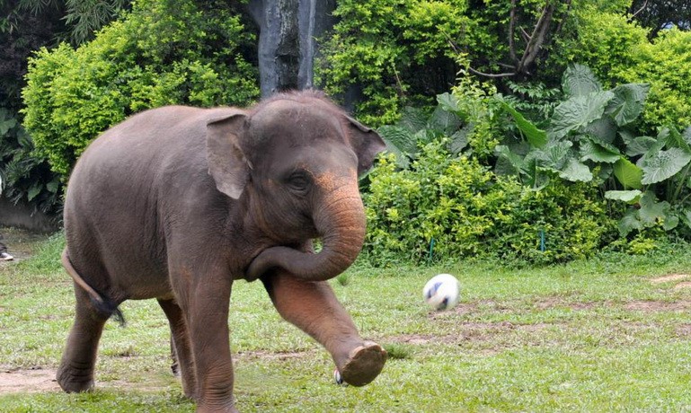 小象也是萌萌哒.这是在玩踢足球吗?莫名的喜感.小象也蛮赶潮流的嘛!