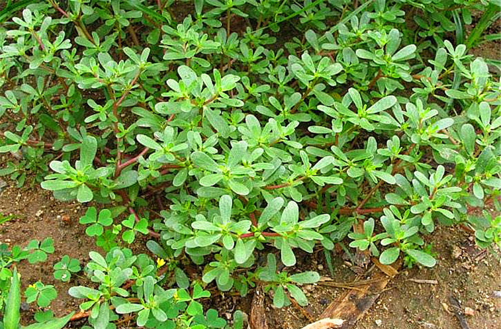 农村一种草,称为"马扎菜",被当成猪饲料,它却是降胆固酸高手