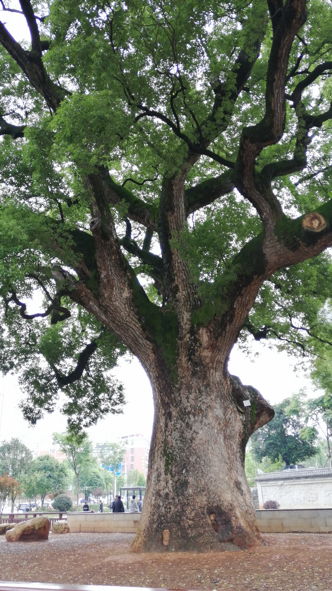 1200多年前唐代大文豪韩愈亲手种下的樟树,如今成公园