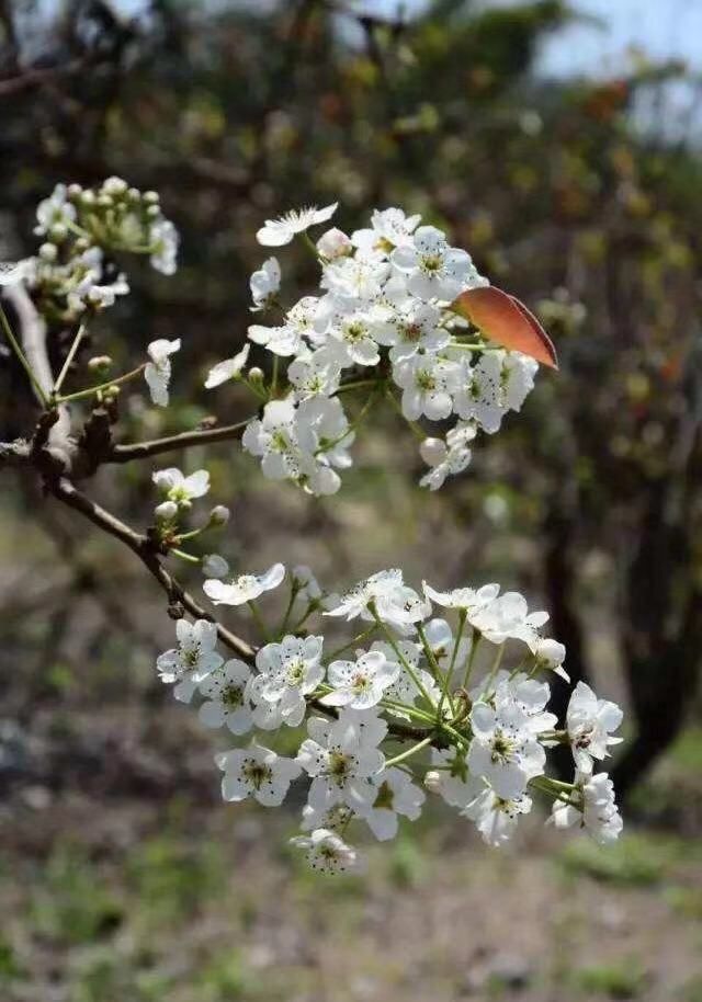 潮剧《桑浦山花:桑浦山花是一种什么花