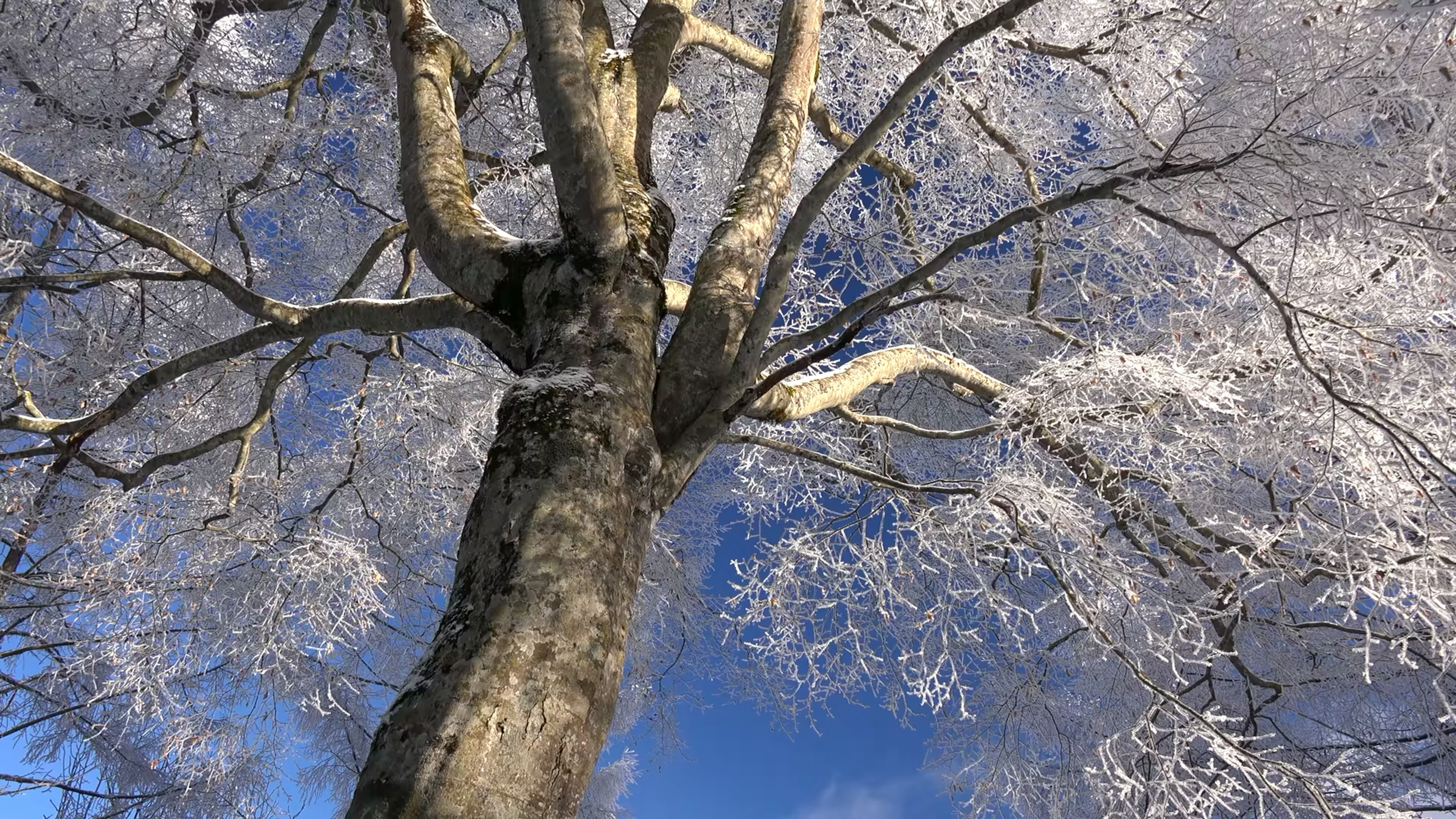 大自然的风光 大雪