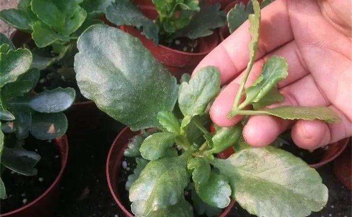 长寿花剪一刀,打开"小机关",花芽多出好几倍!