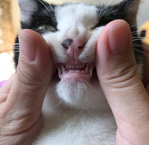 牙齿猫表情包图片