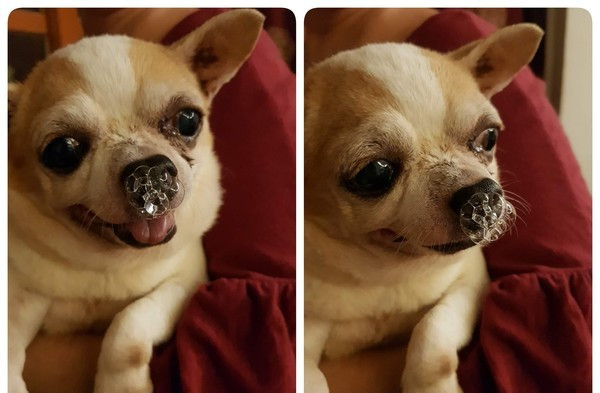 吉娃娃哈啾!鼻子开出一大朵泡泡花……萌翻了!