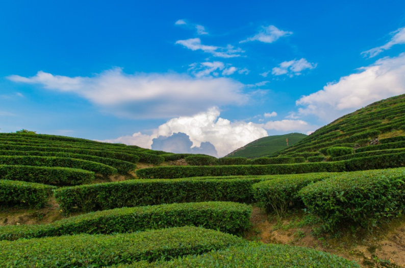 旅游:揭阳玉湖坪上蕴肚茶园,坪上村是远近闻名的绿茶专业村